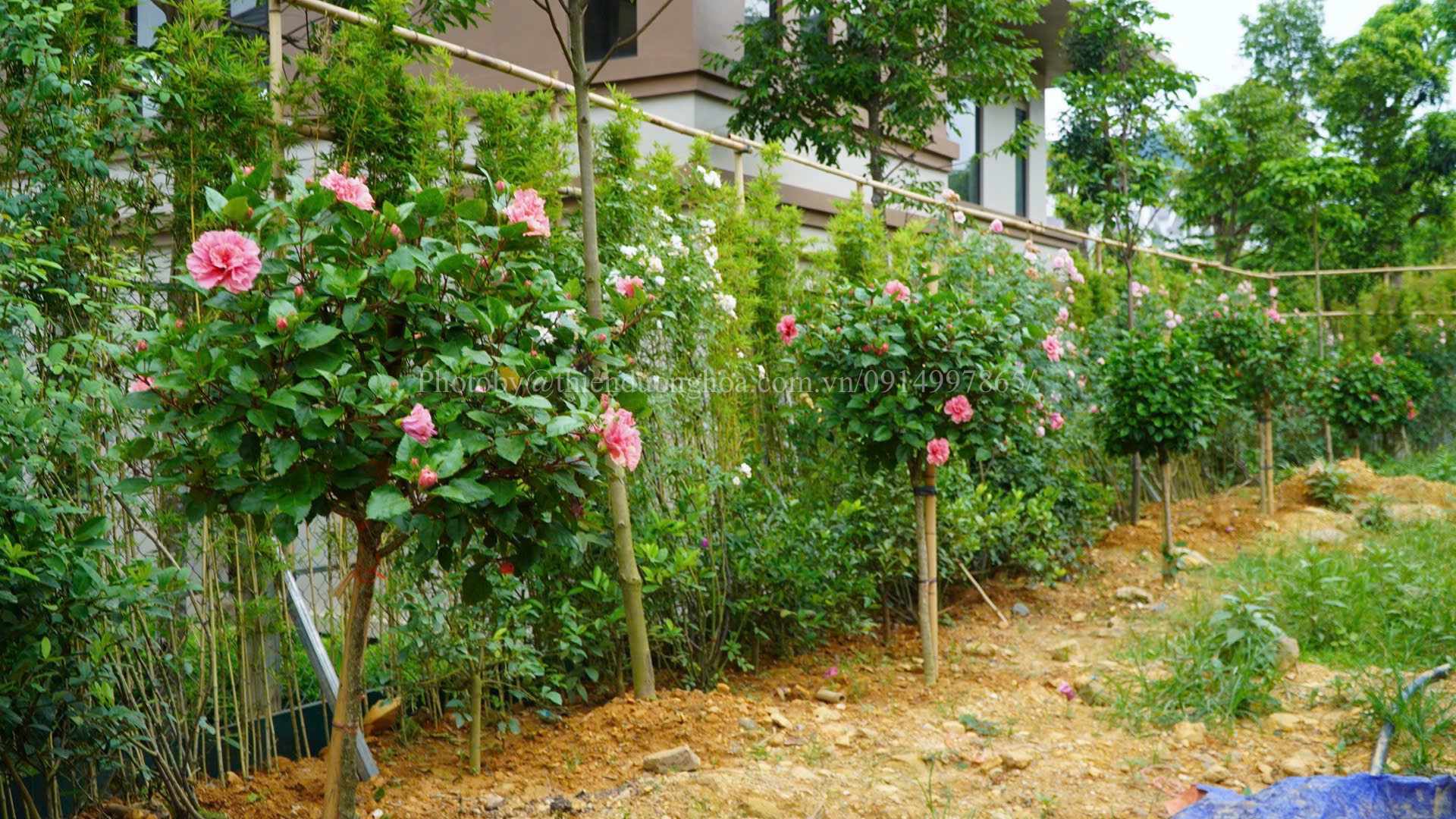 Hoa dâm bụt một thân